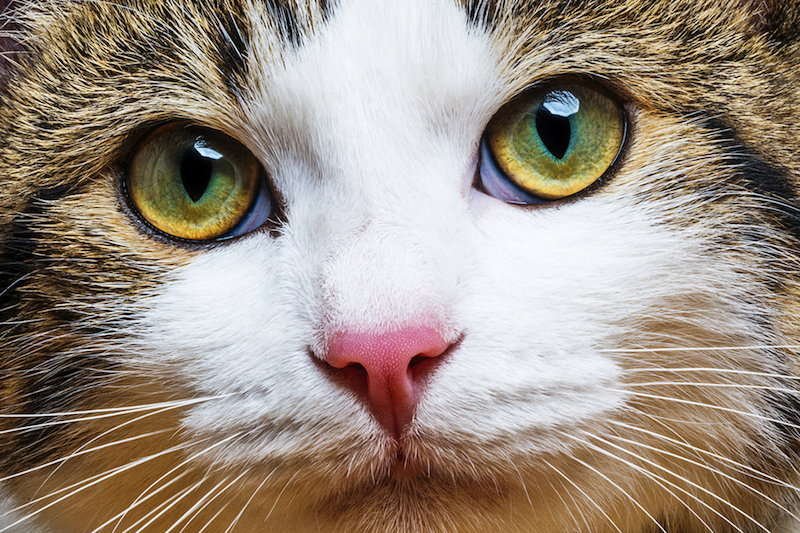 Think Herding Cats is Hard? Physician Practice Managers Make it Look Easy